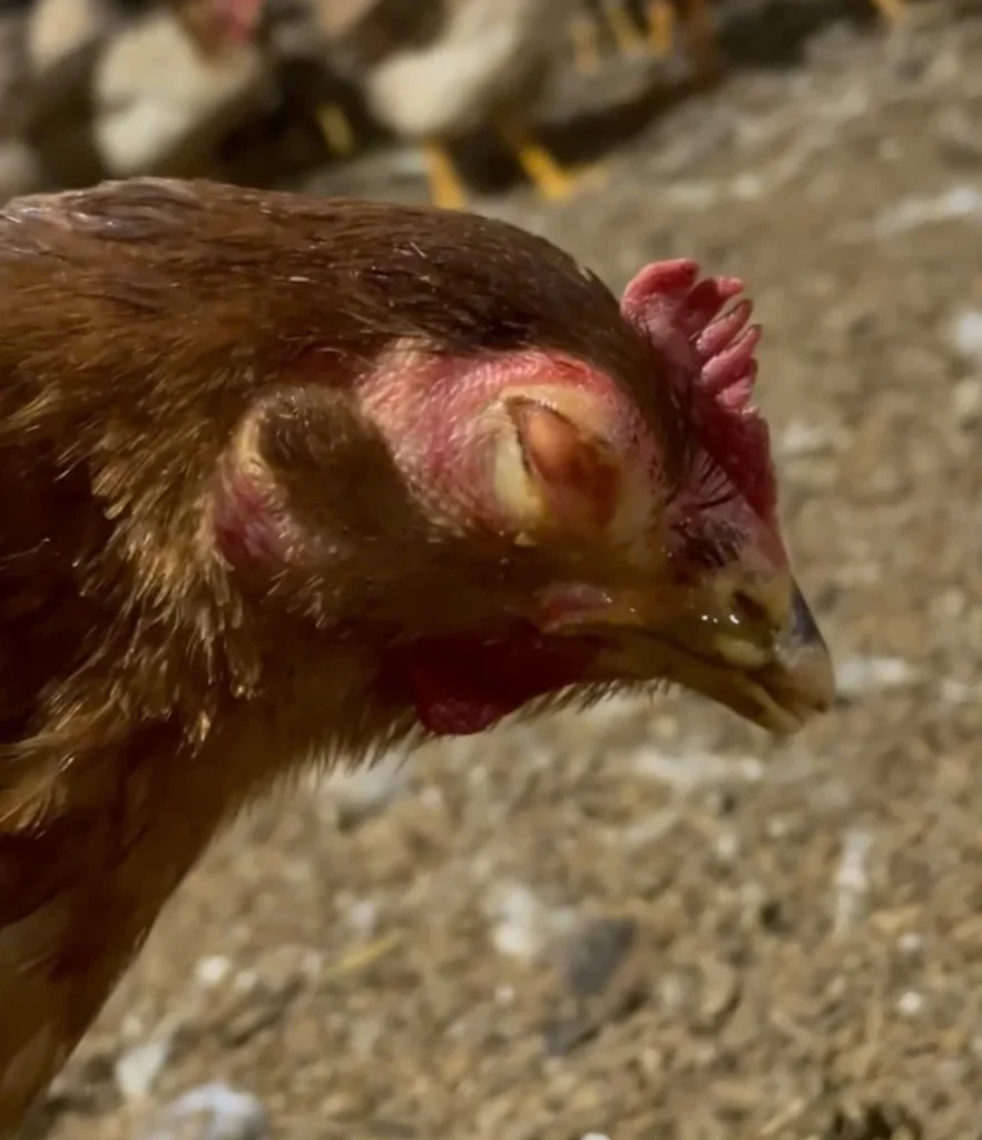 Thuốc đặc trị hen khẹc ở gà