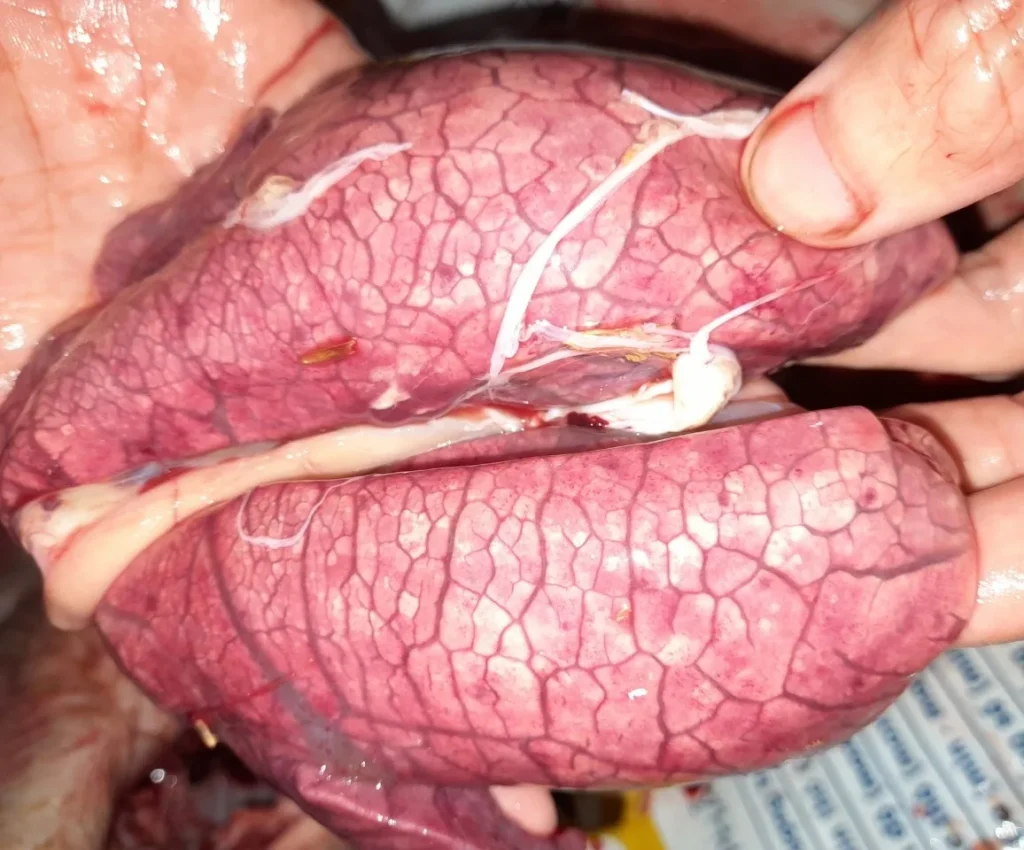 Thuốc đặc trị viêm phổi cho heo