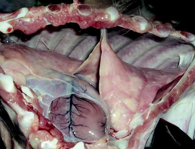 Thuốc đặc trị viêm phổi dính sườn ở lợn