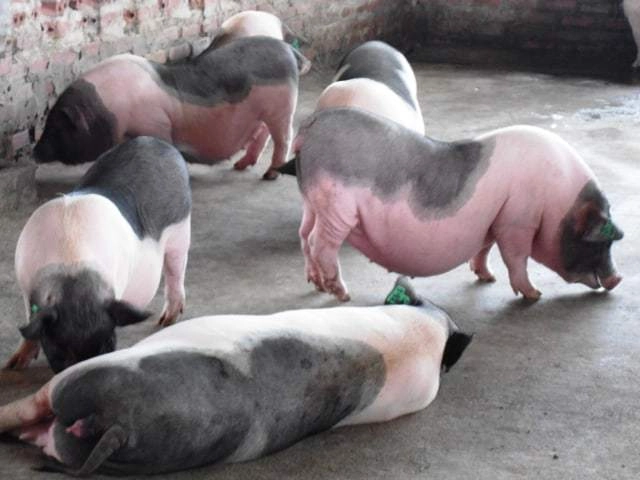 Hình ảnh lợn móng cái