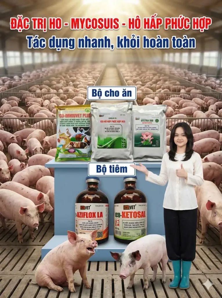 Bộ đặc trị Mycosuis ho, hô hấp phức hợp trên heo