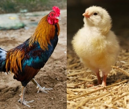 Cách nuôi gà nhanh lớn