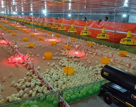 Chuồng úm gà con