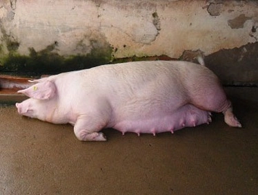 Heo nái bị liệt do thiếu canxi