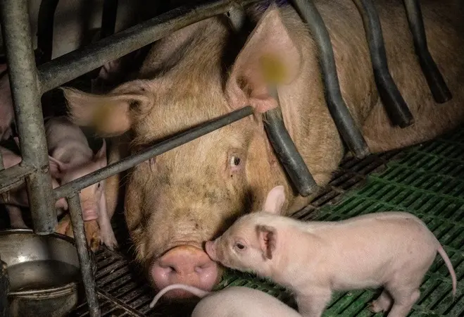 Heo nái nằm sấp không cho con bú