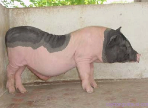 Heo nọc móng cái