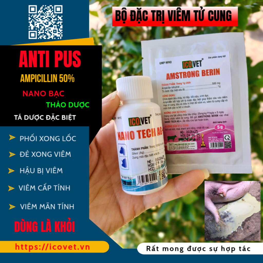 ICO-ANTI PUS - Phòng và điều trị viêm tử cung heo nái