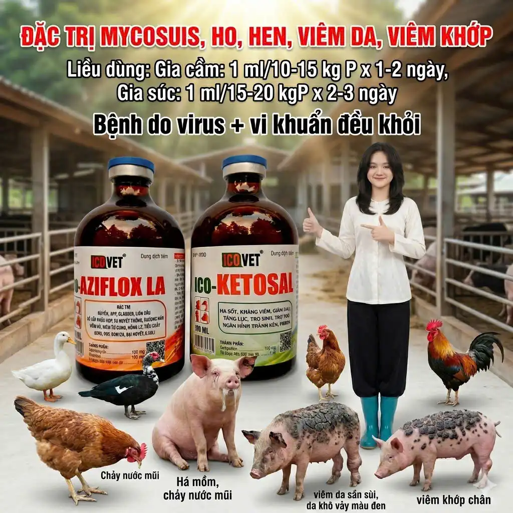 ICO-AZIFLOX LA KETOSAL Đặc trị Mycosuis, ho, hen, viêm da, viêm khớp