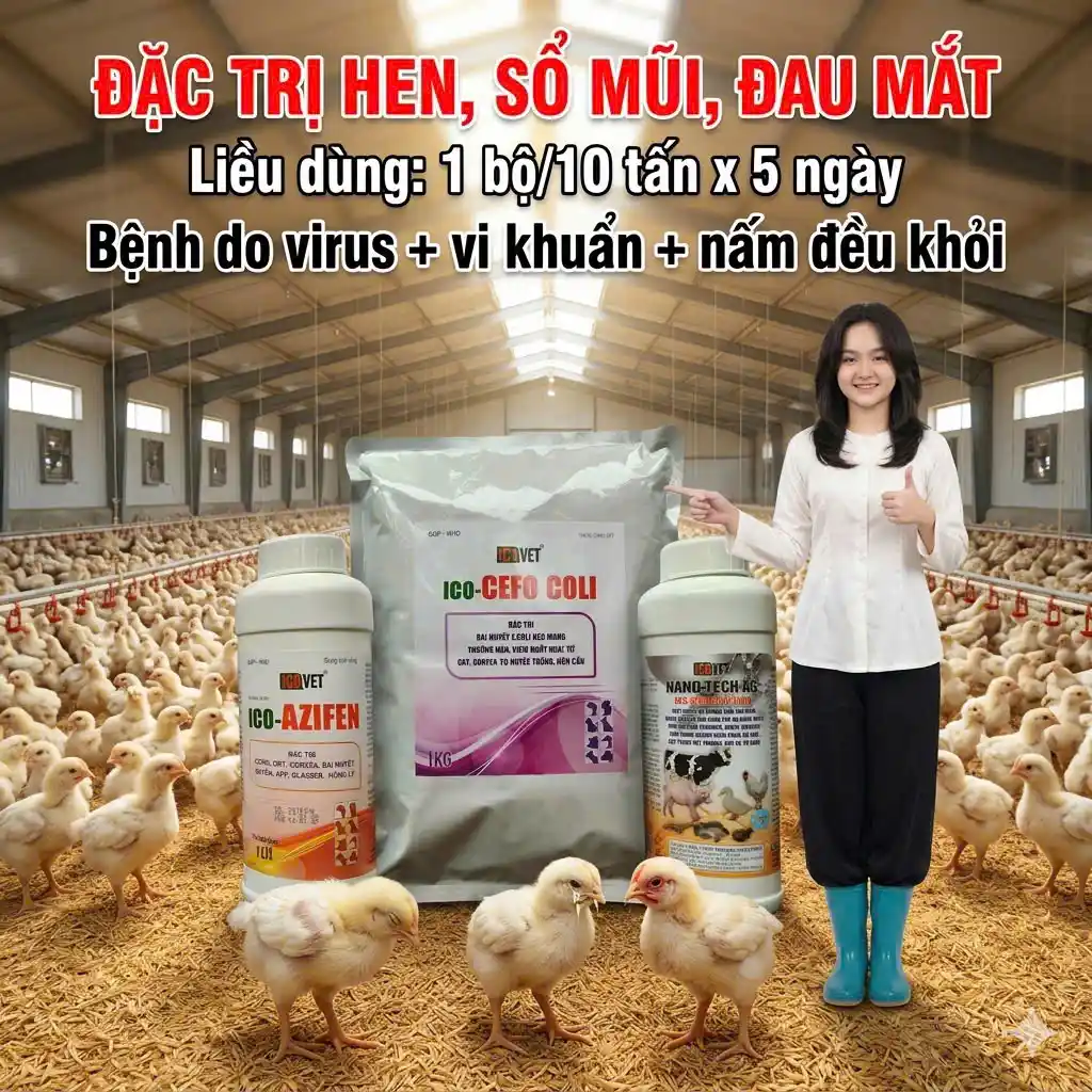 ICO-CEFO COLI AZIFEN NANO TECH AG+ Đặc trị hen, sổ mũi, đau mắt, công thức chống kháng thuốc