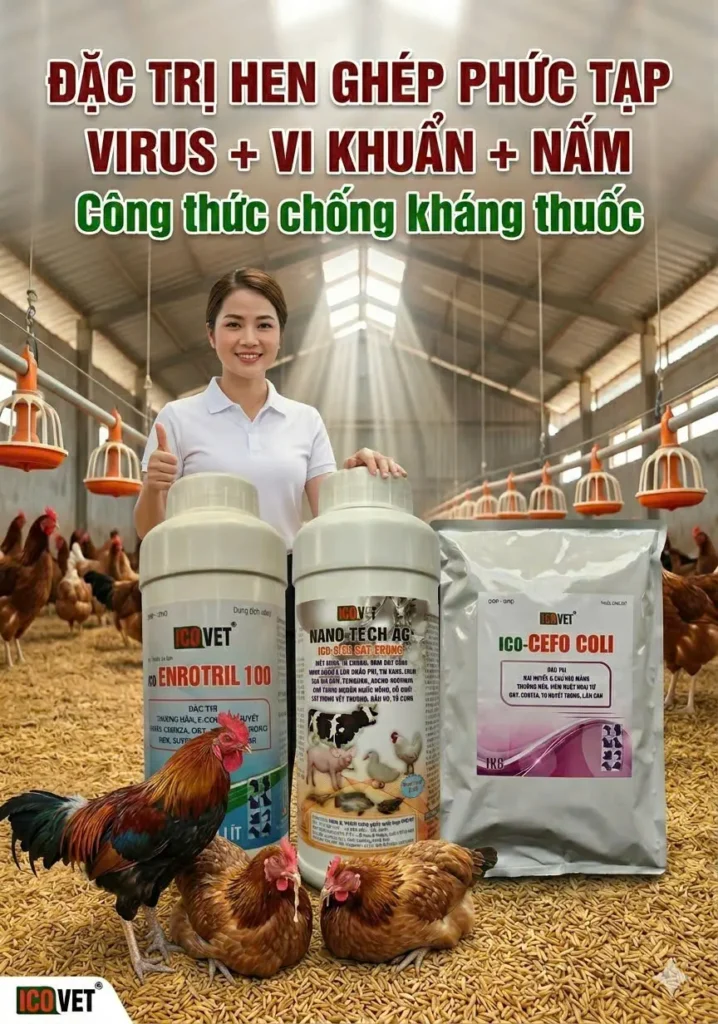 ICO-ENROTRIL 100 CEFO COLI NANO TECH AG - Đặc trị hen ghép công thức chống kháng thuốc