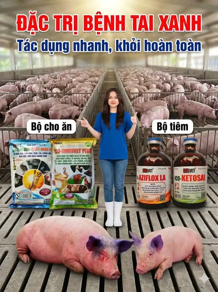 ICO-IMMUVET PLUS - Đặc trị bênh tai xanh ở lợn