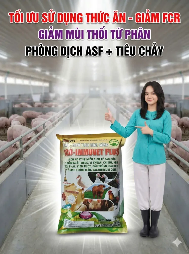 ICO-IMMUVET PLUS - Tối ưu sử dụng thức ăn, giảm mùi thối từ phân