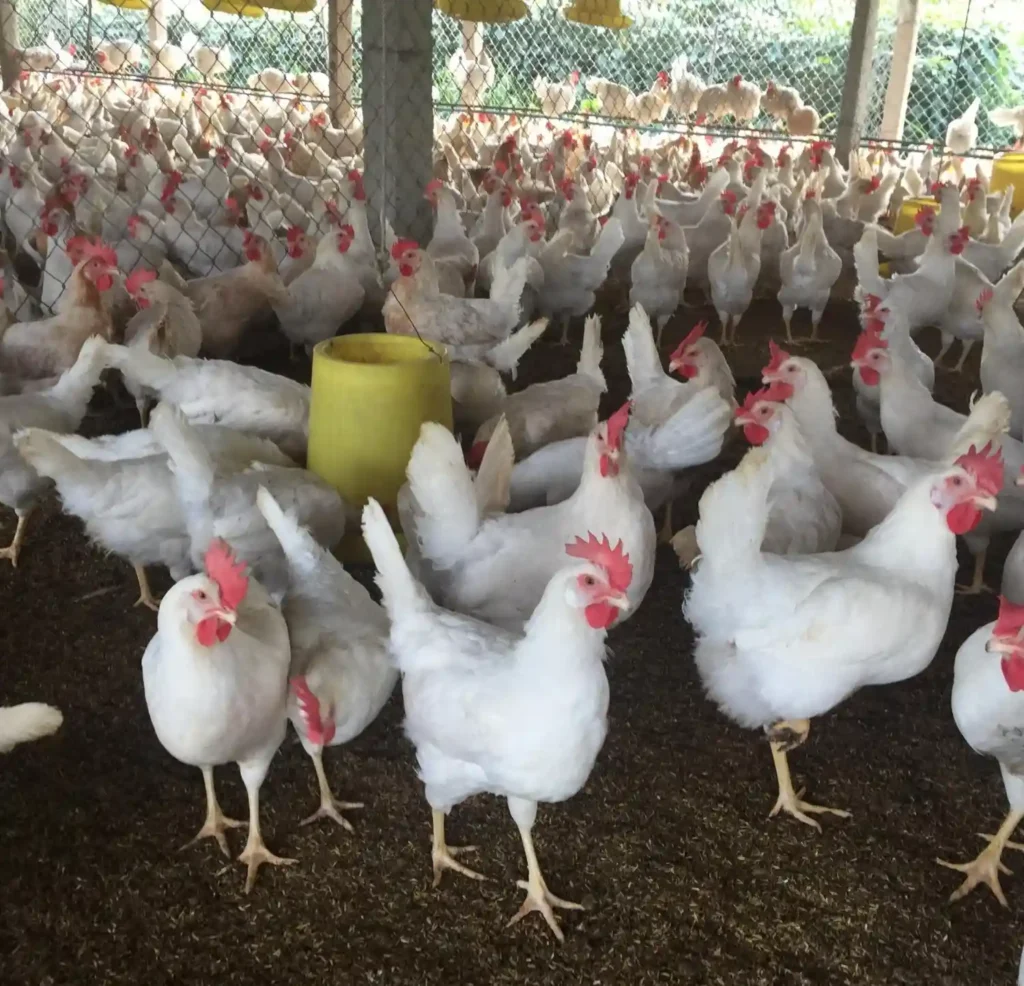 Nuôi gà đẻ trứng chuồng trệt hở
