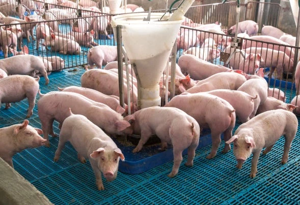 Cách nuôi heo con tách mẹ