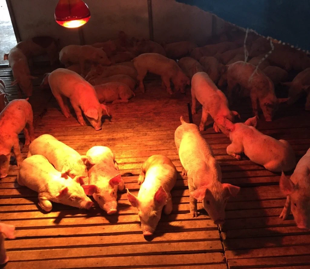 Úm heo cai sữa thắp bóng sưởi, ván lót sàn