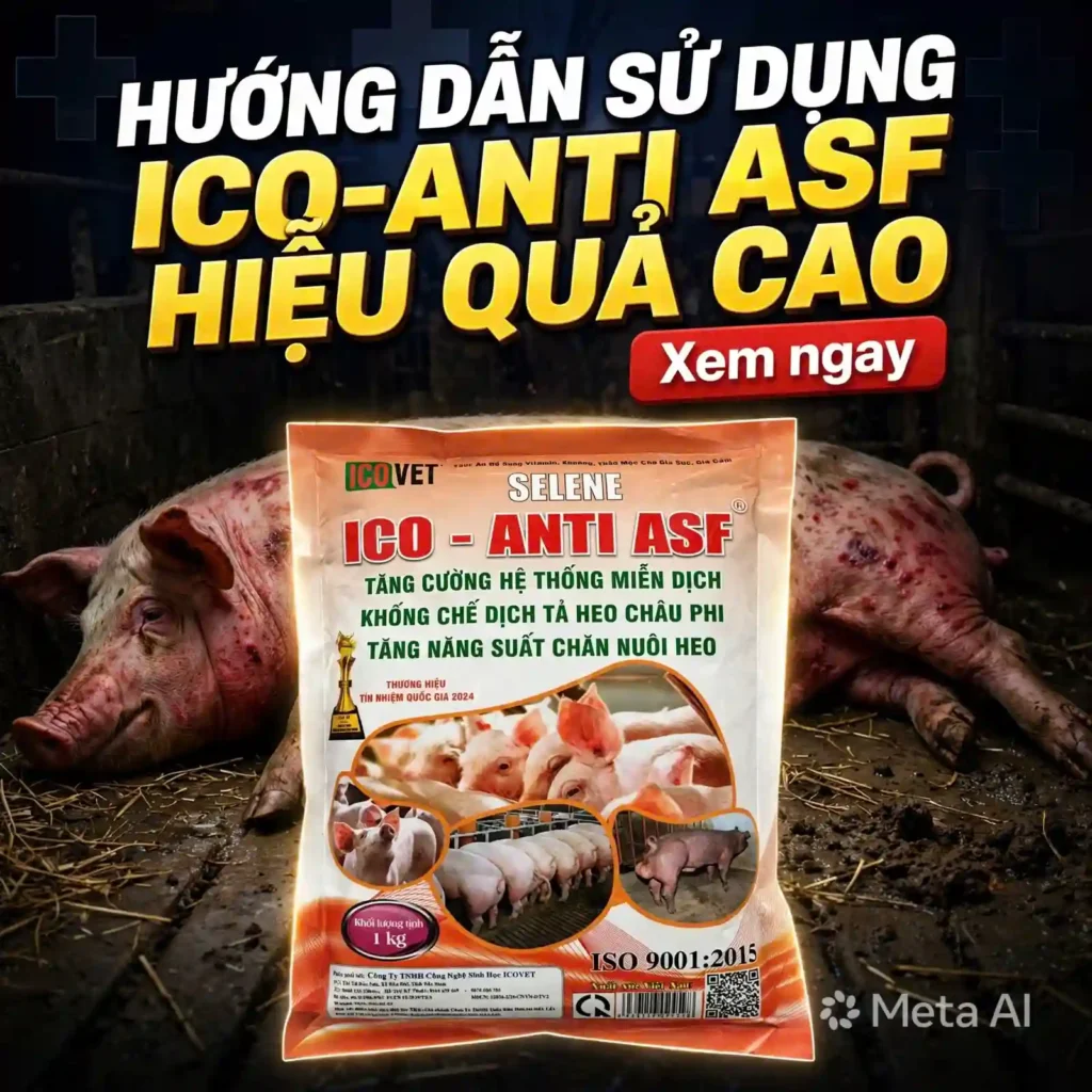 Hướng dẫn sử dụng ICO-ANTI ASF hiệu quả cao