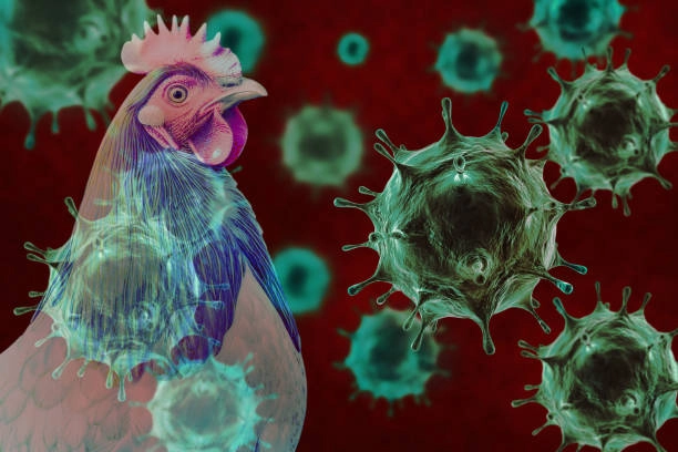 Kháng sinh có diệt được virus không